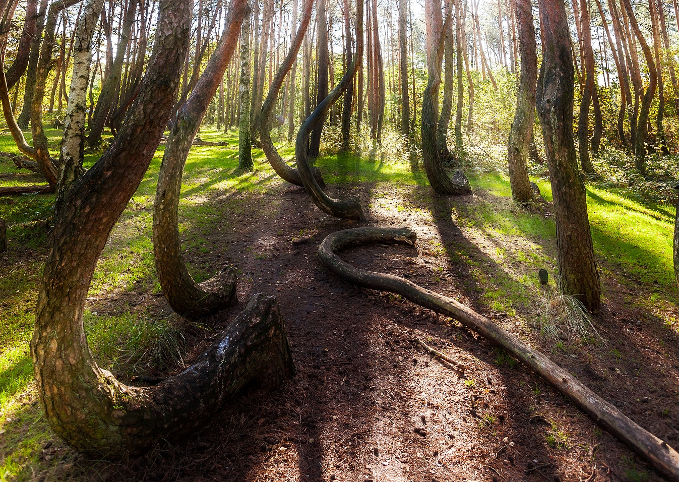 Beautiful morning in the Crooked Forest with sun rays and long shadows.