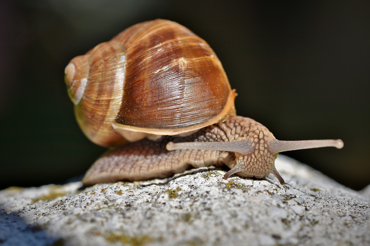 Snail