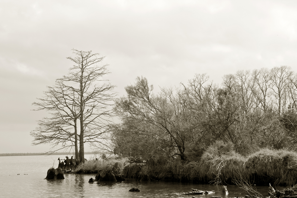Manchac Swamp, New Orleans, Louisiana