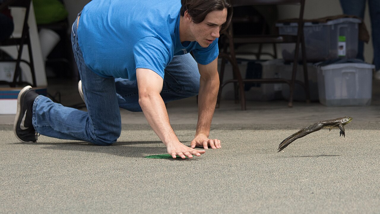 Frog Jumping Contest