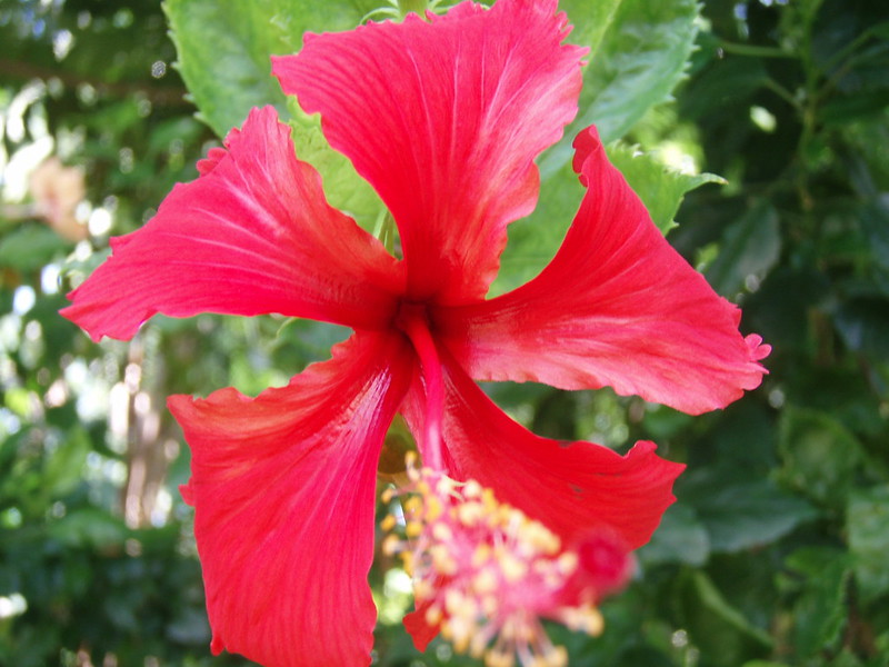 image of red Hibiscus