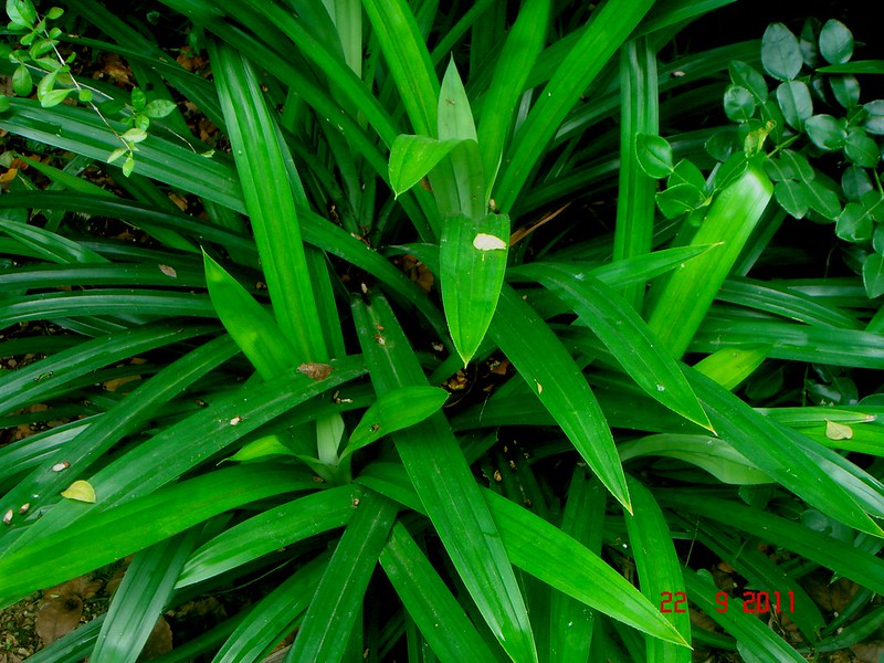 image of Pandanus leaves