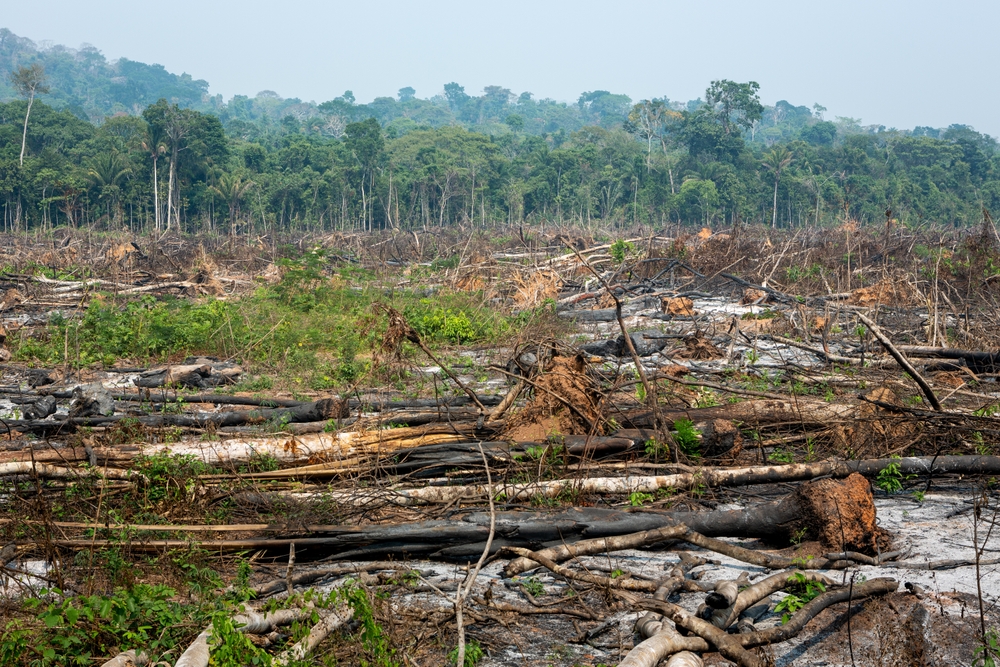 Trunks of trees cut down