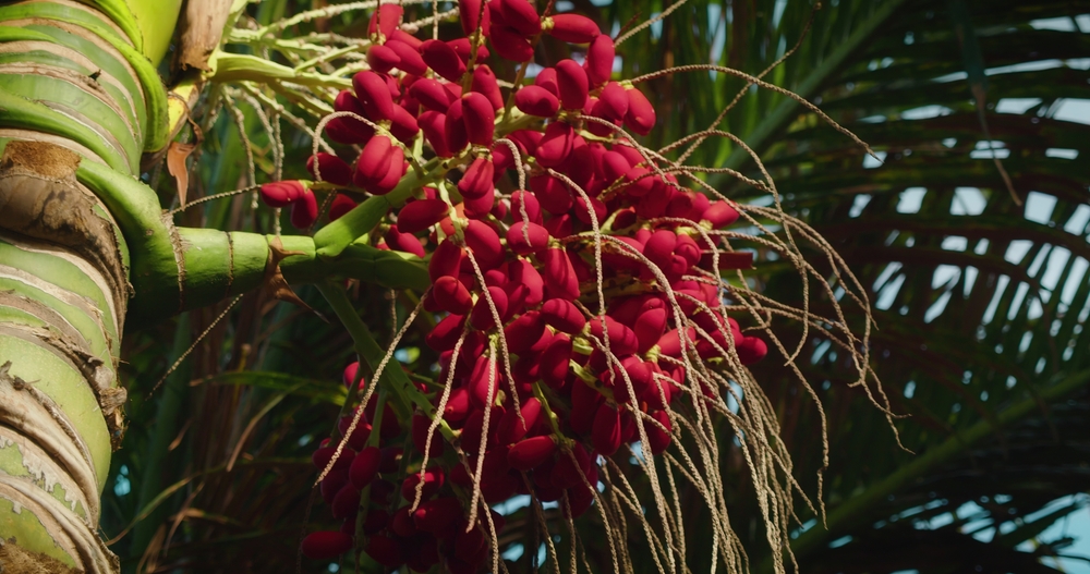 Red betel nut on Areca palm tree