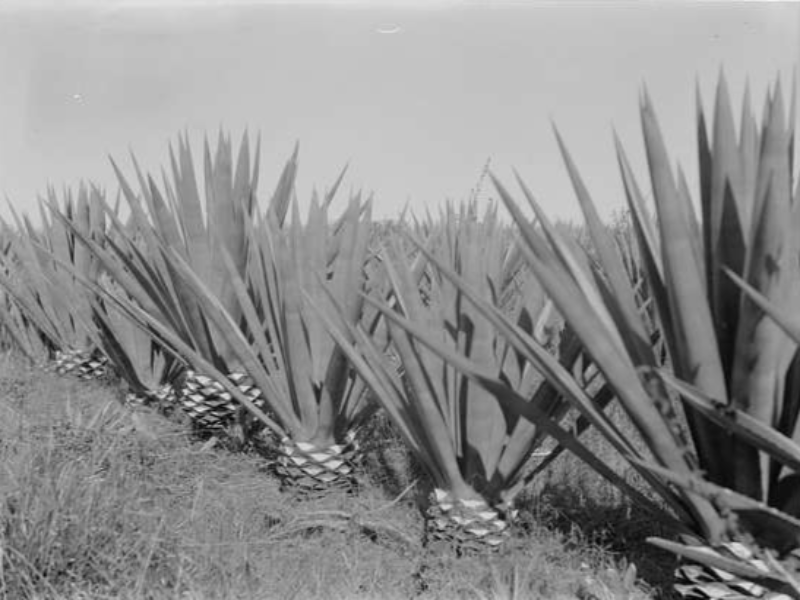 Agave plants in a row