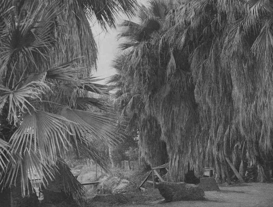 environment of the Cahuilla village