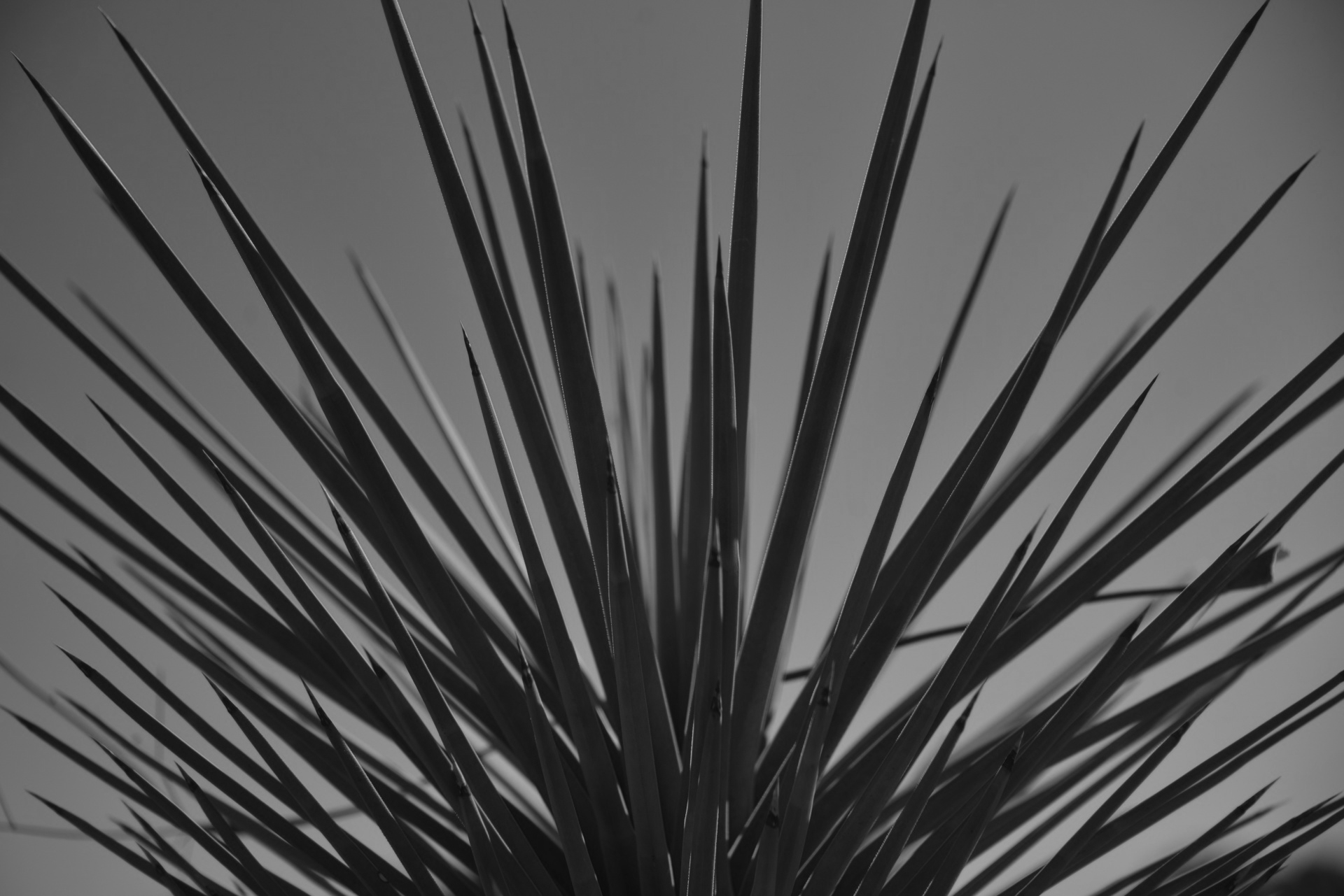 Yucca Needle Thin Leaves