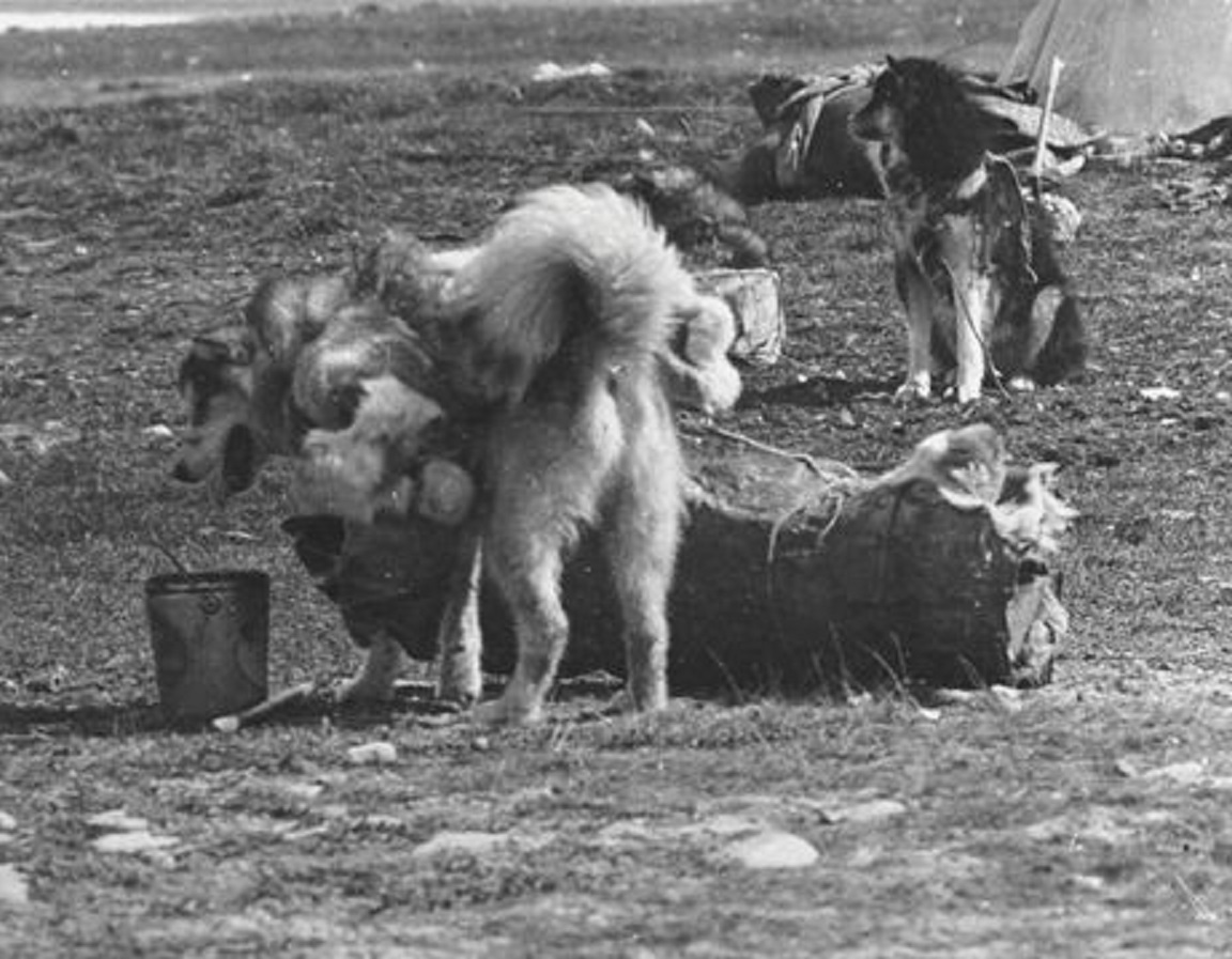 Copper Inuk With His Dogs