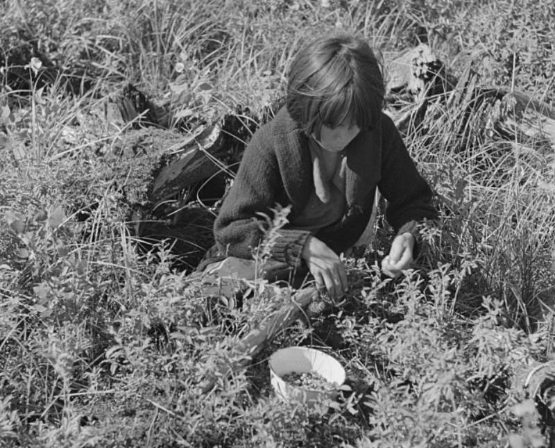 Indian Child Picking Blueberries