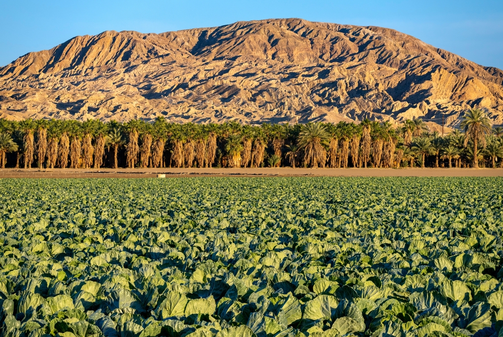 Coachella Valley Farm with big mountains in the back