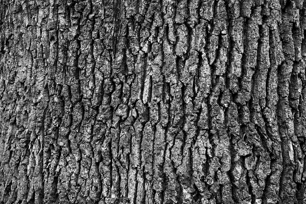 Tree bark texture