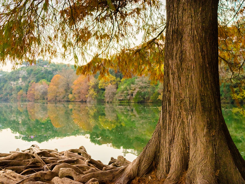 Landscape Photo of Red Bud Isle, Lady Bird Lake, Austin, Texas, in Fall