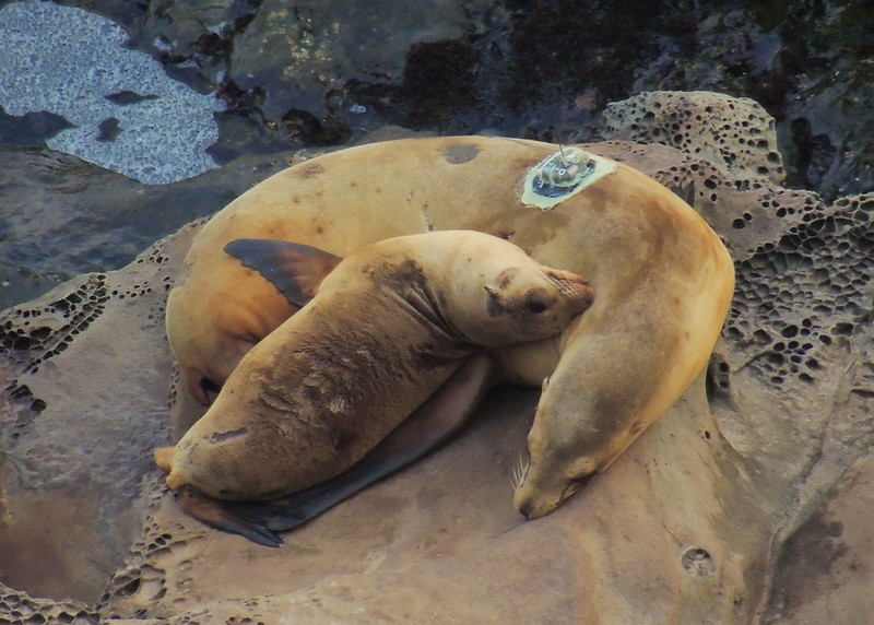 Sea lion with satellite tag and pup
