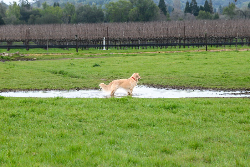 Dog in puddle at Alston Park in Napa