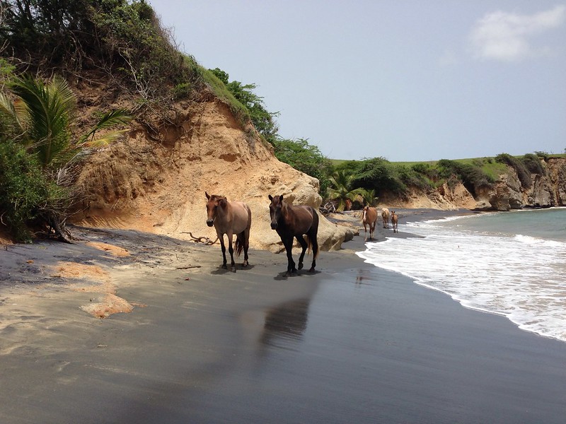 Horses on Playa Negra Beach at Vieques Island, Puerto Rico.