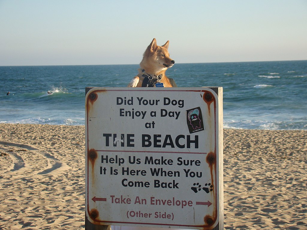 Taro The Shiba Inu At The The Huntington Dog Beach Entrance