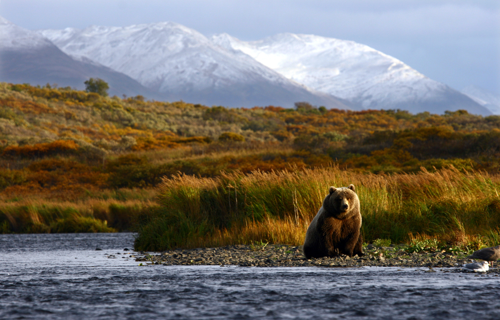 Brown bear looking for salmon in the river Kodiak Kodiak National Wildlife Refuge