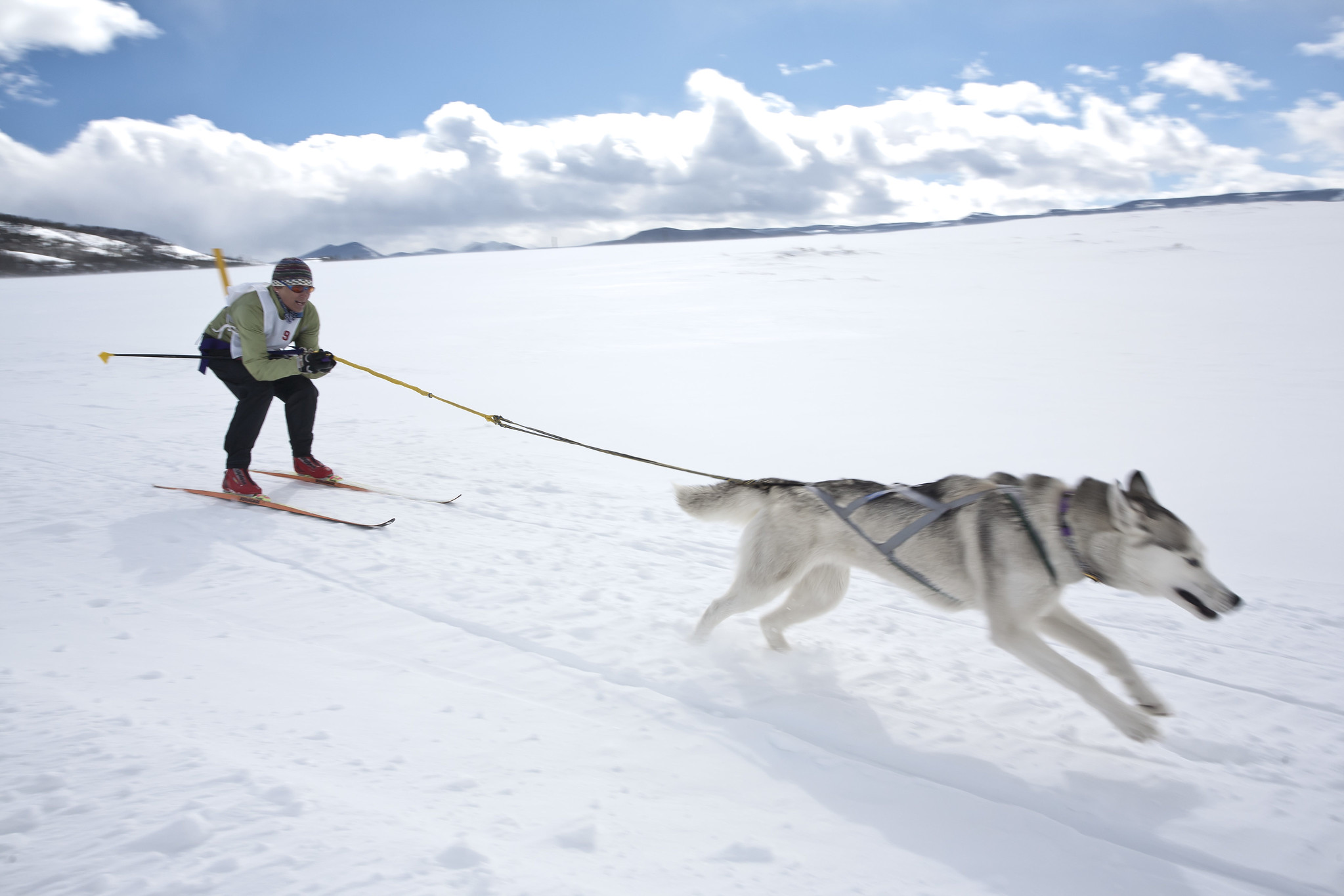 Skijoring - man pulled on the ski by dog.