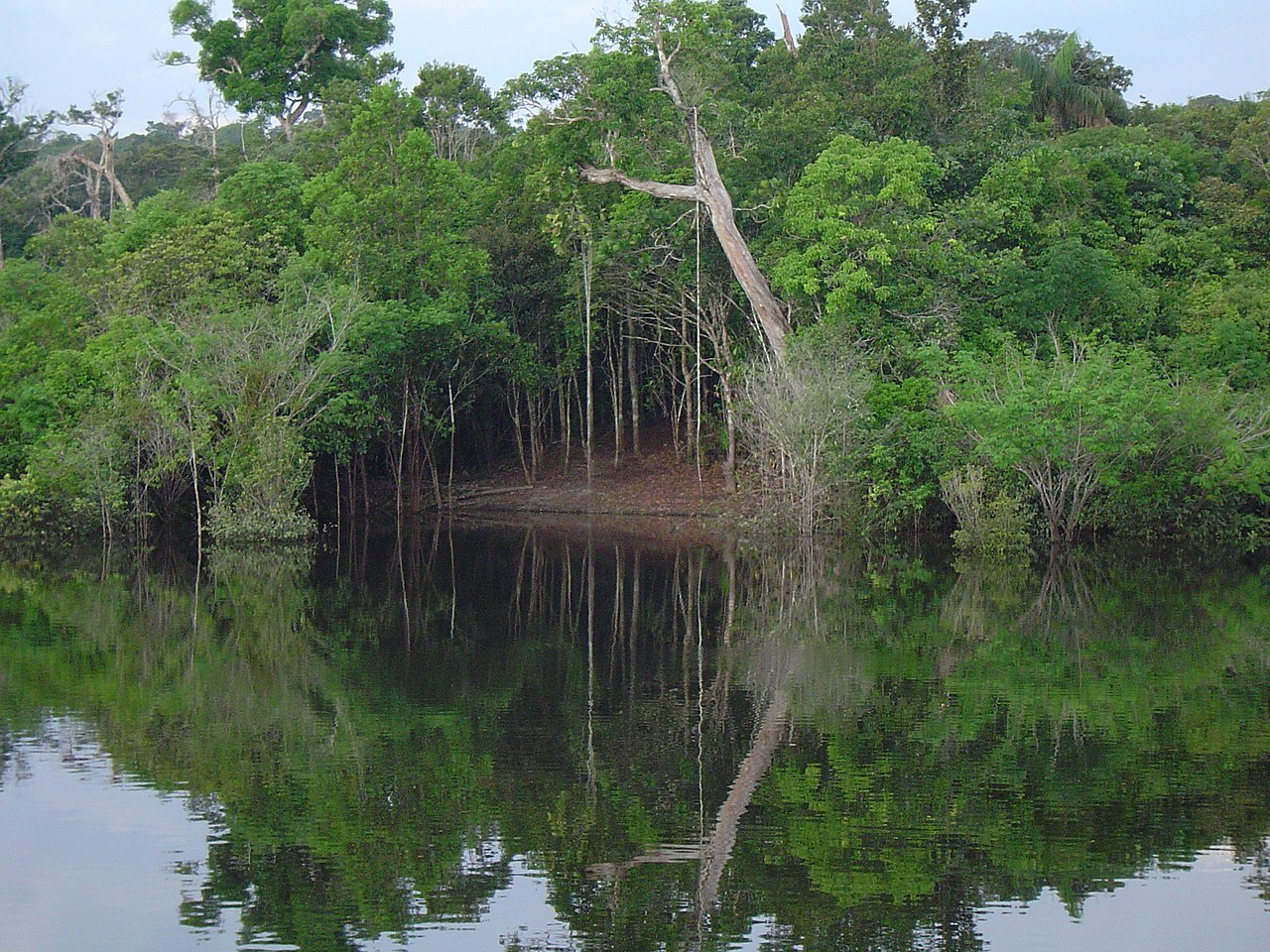 Amazon Rainforest