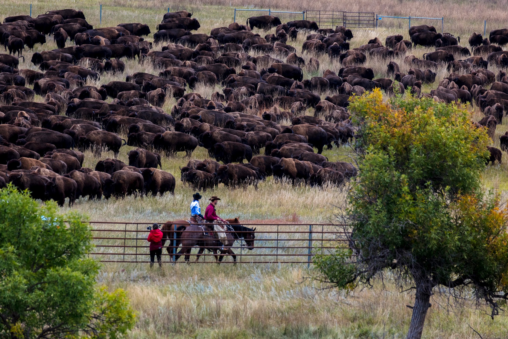 Annual Custer State Park Buffalo Roundup