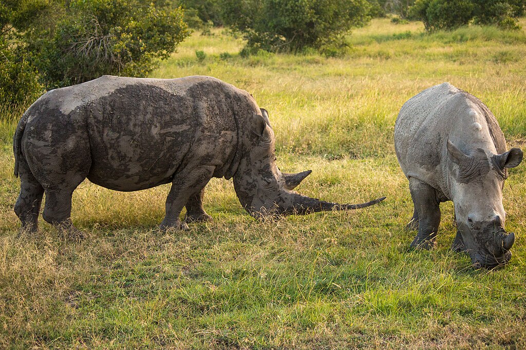 Rhinos, Ol Pejeta Conservancy, Kenya