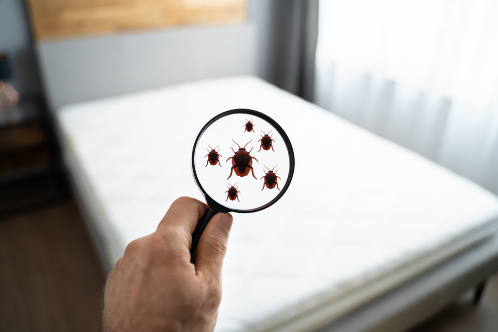 bed bugs  Infested Dirty Linen