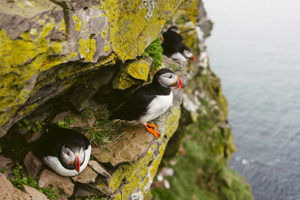 Latrabjarg birds on cliff