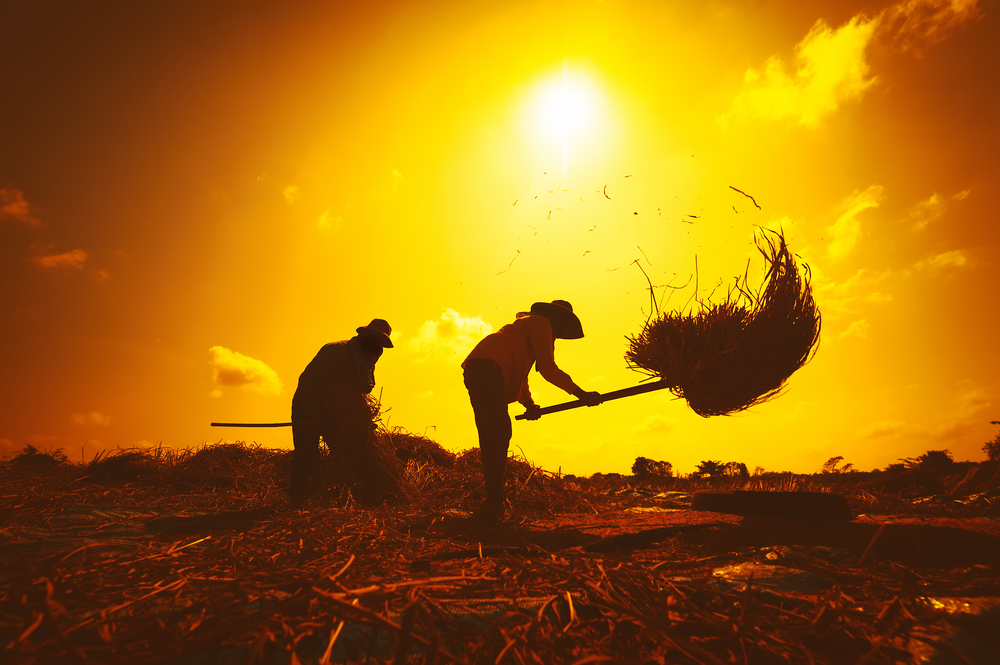 Farmers silhouettes at sunset