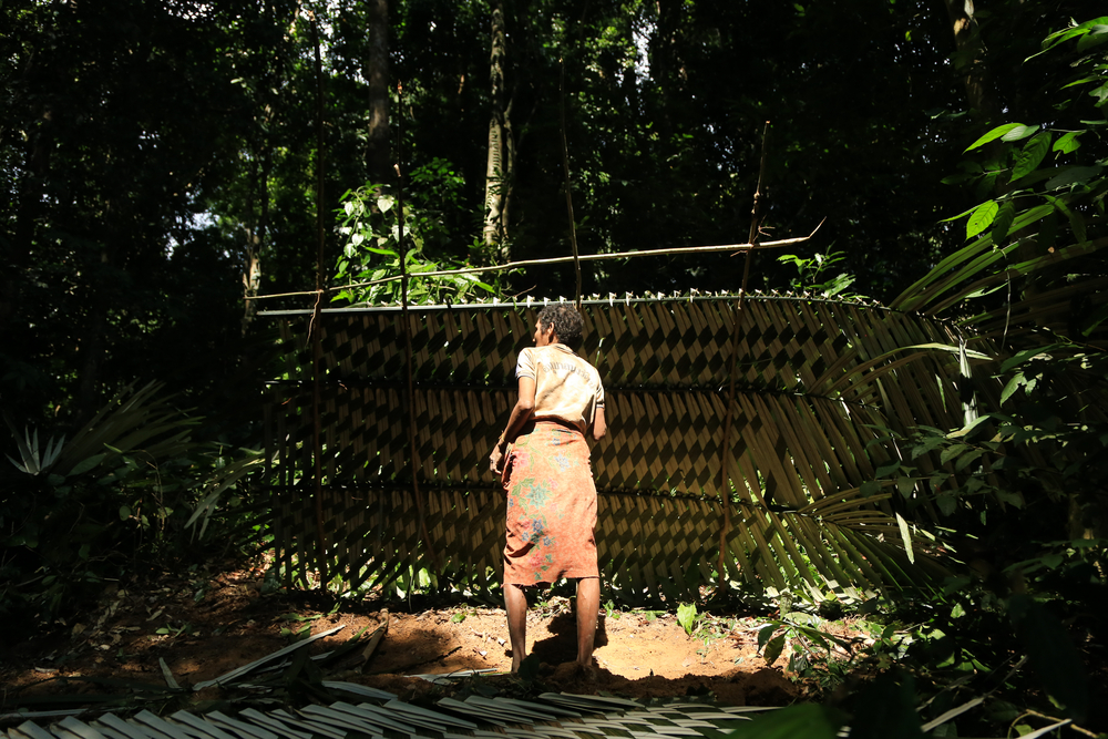 The Negrito, Mani people of Thailand