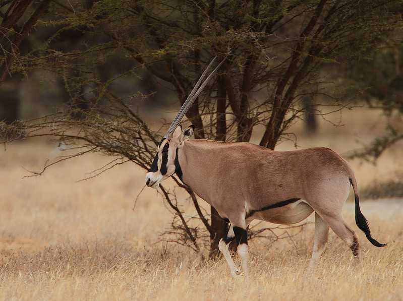 Close-up Photo of Beisa Oryx standing near tree