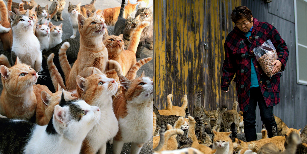 cats and woman feeding cats split image