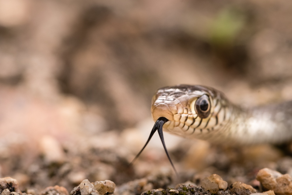 Rat Snake in India