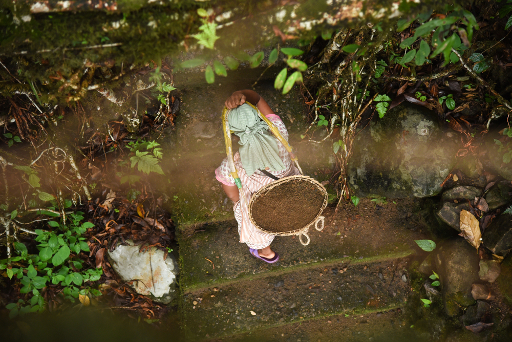 woman in forest in India gathering fruits