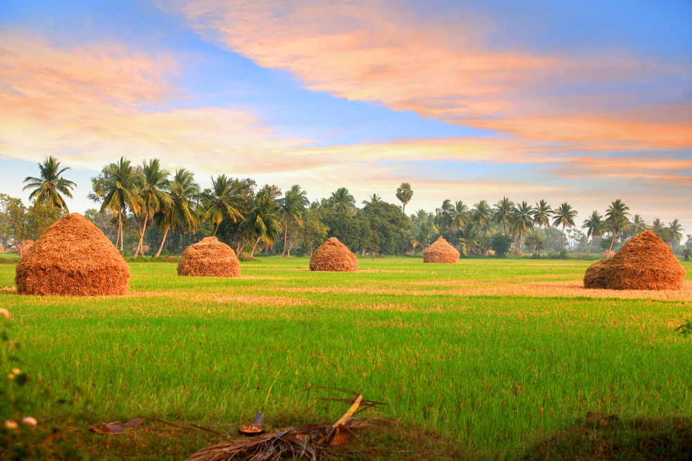 Leaves huts in India