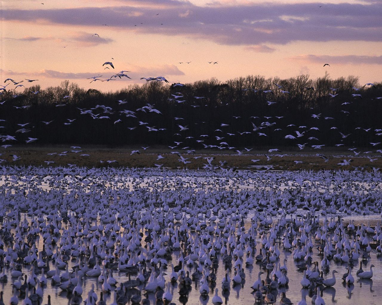 Delaware: Bombay Hook National Wildlife Refuge