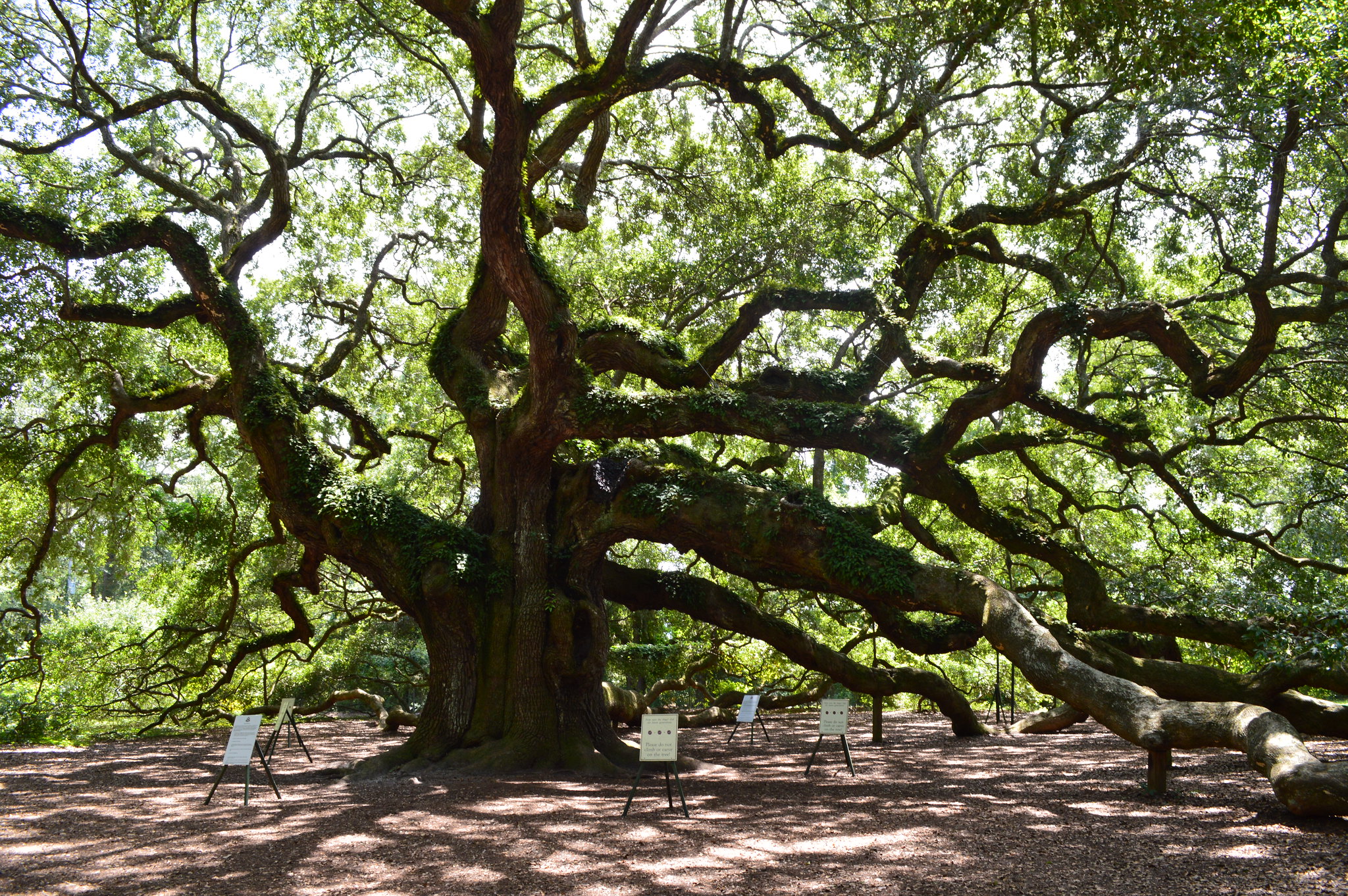 South Carolina: Angel Oak