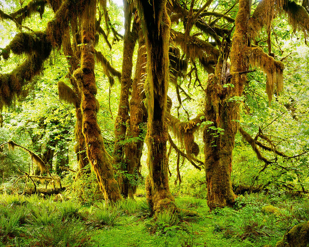 Washington: Hoh Rain Forest
