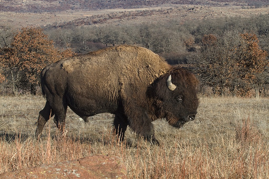 Oklahoma: Wichita Mountains Wildlife Refuge