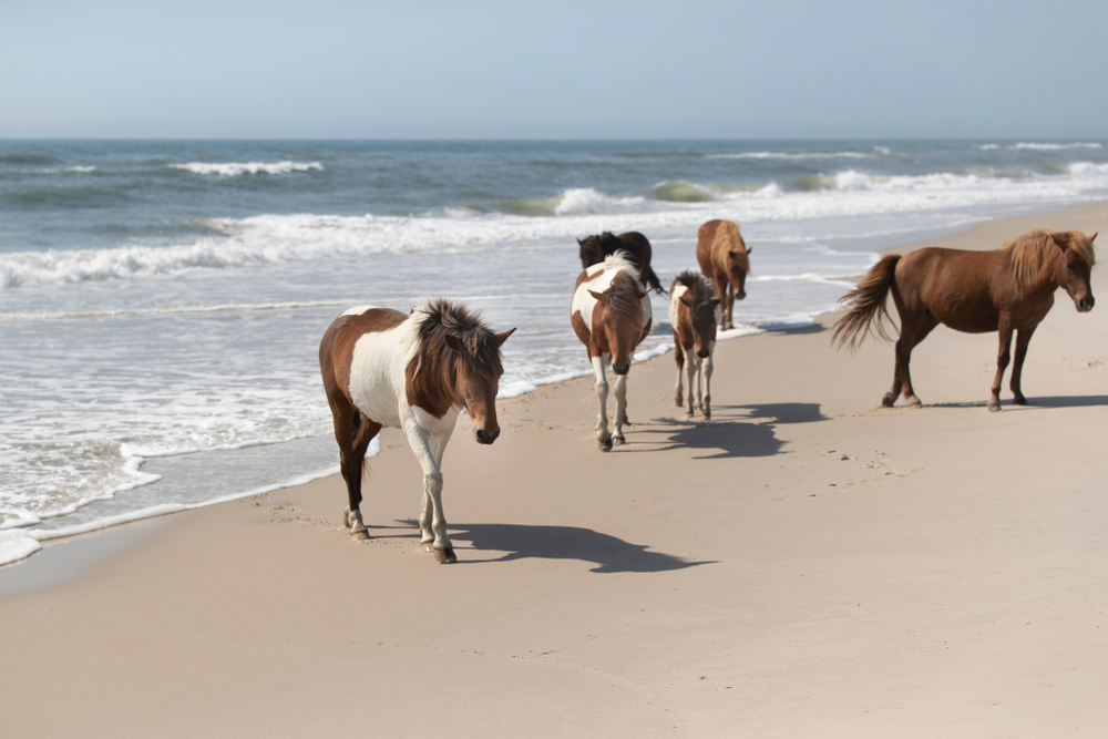 Maryland: Assateague Island