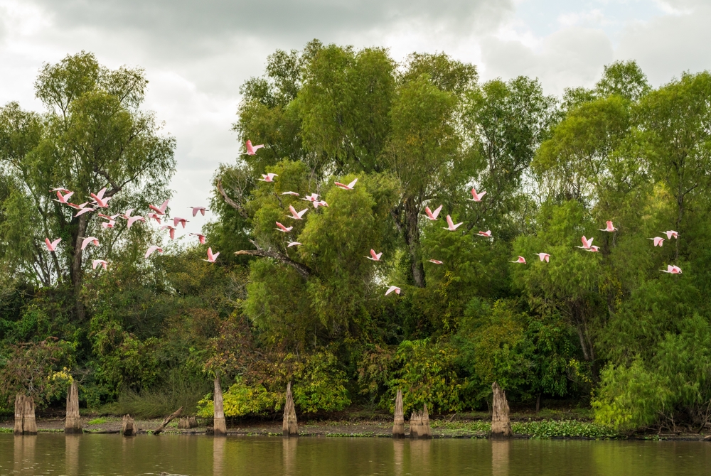 Louisiana: Atchafalaya Basin