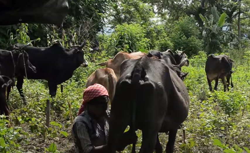 Toto people. Toto woman milking cow