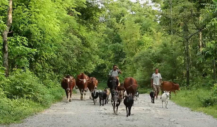 Toto people and livestock