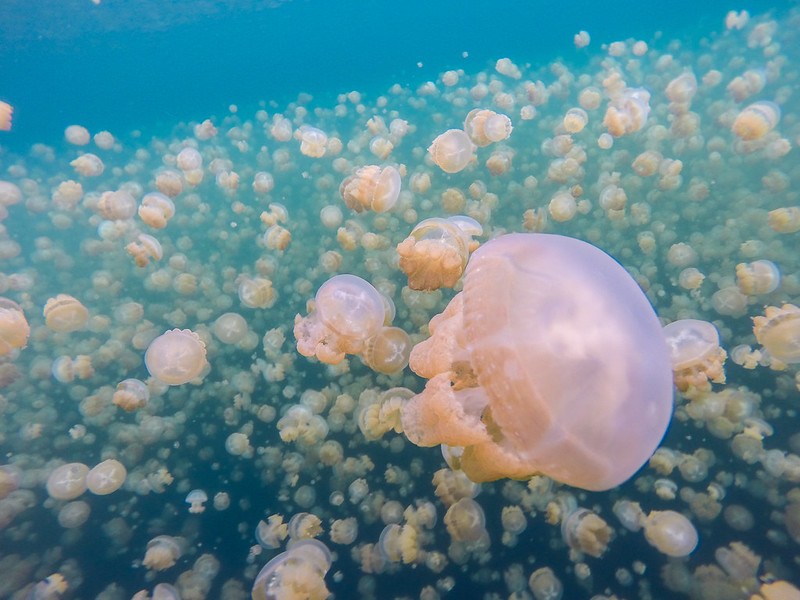 Migration Of Golden Jellyfish In Jellyfish Lake