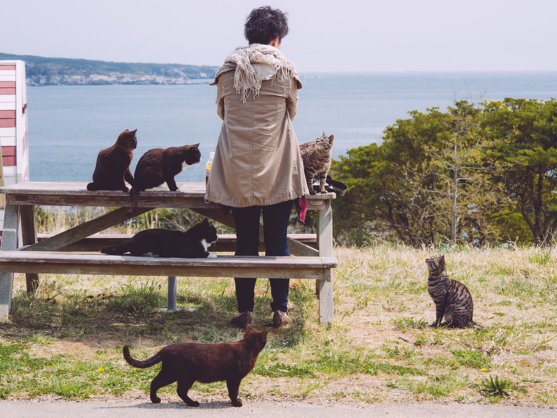 Person feeds cats at the island of Tashirojima
