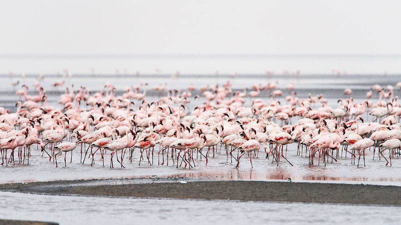Landscape Photo of Lake Natron with Flamingos in front and blurred background