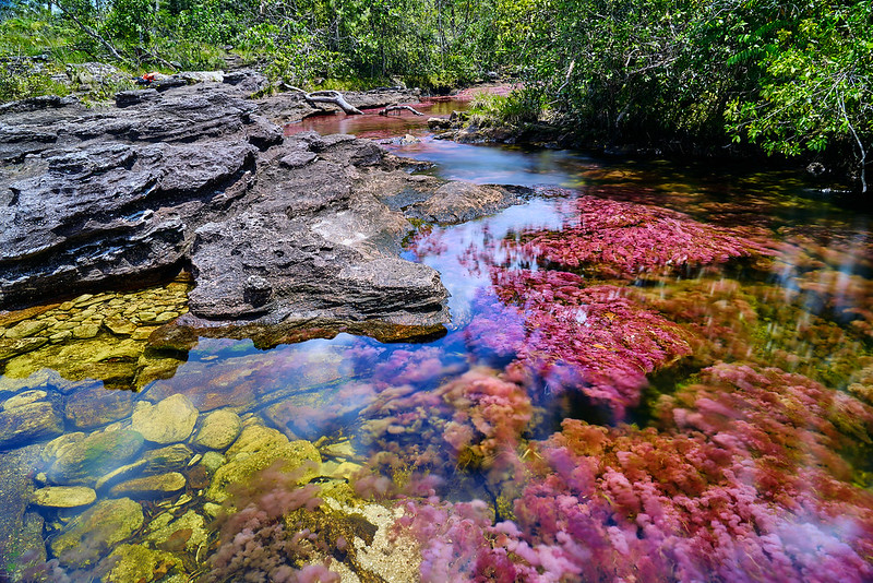 p Photo of Caño Cristales a Colombian river in the Serranía de la Macarena mountain range