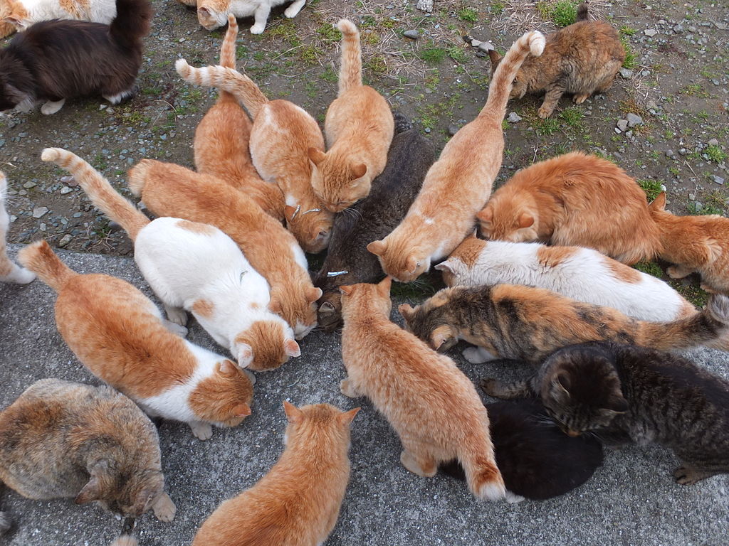 Close-up Photo of Cats in Aoshima Island eating