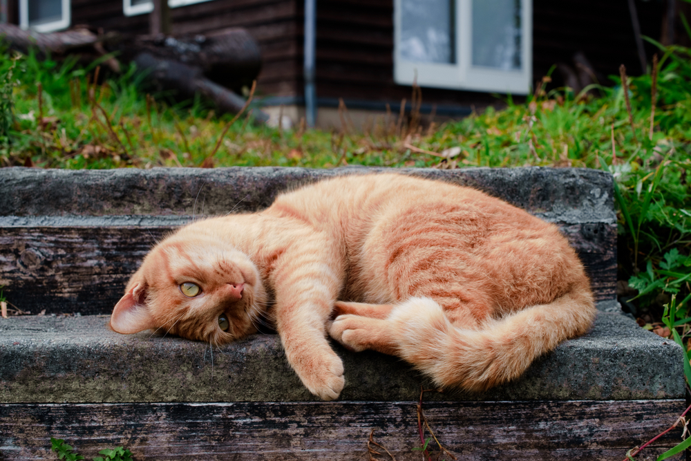 Close-up Photo of a Cat lying on stairs on the famous Aoshima Japanese Cat Island