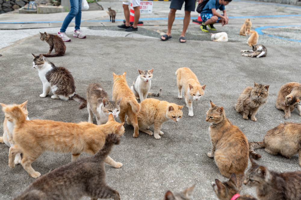 Cats on the street of famous Aoshima Japanese cat island