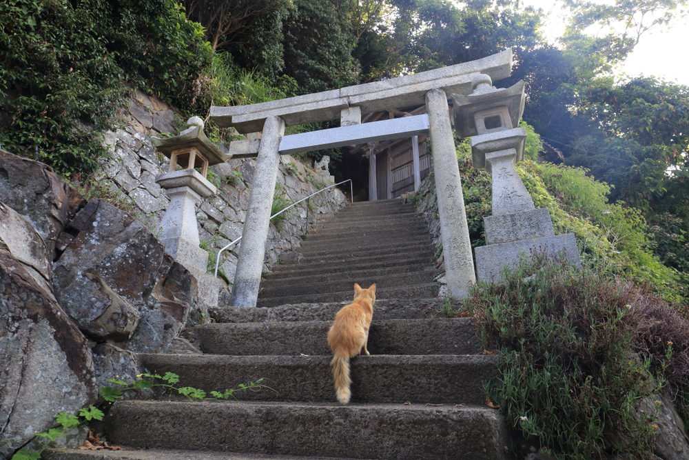 Scenery of Aoshima island (Cat Island) in Ehime prefecture of Japan